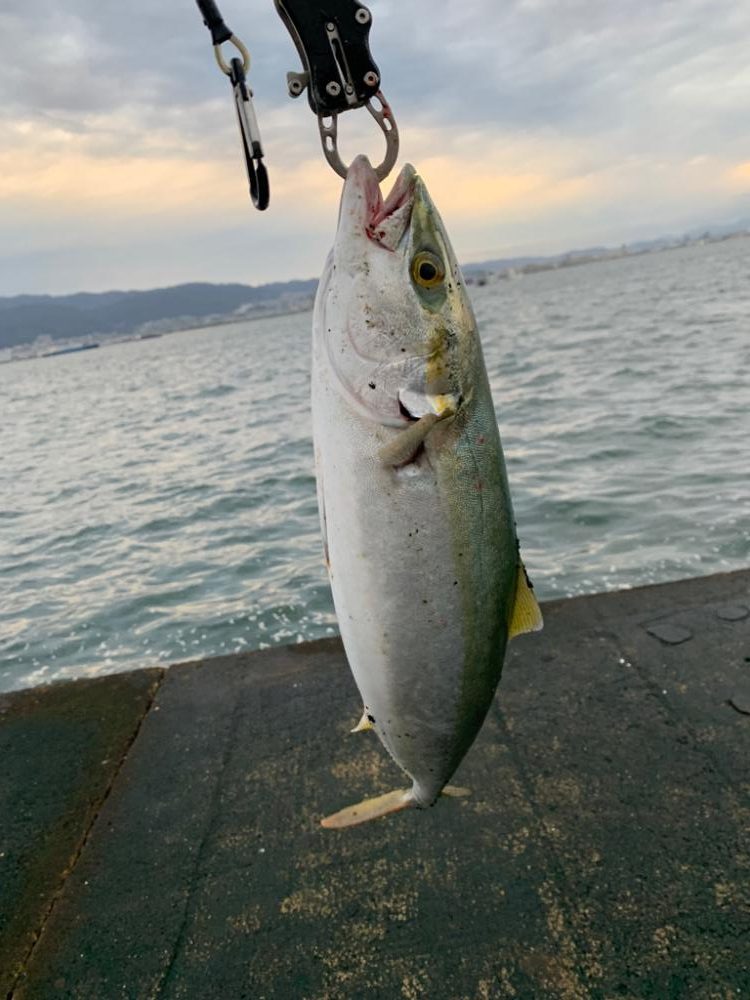 朝一青物高活性