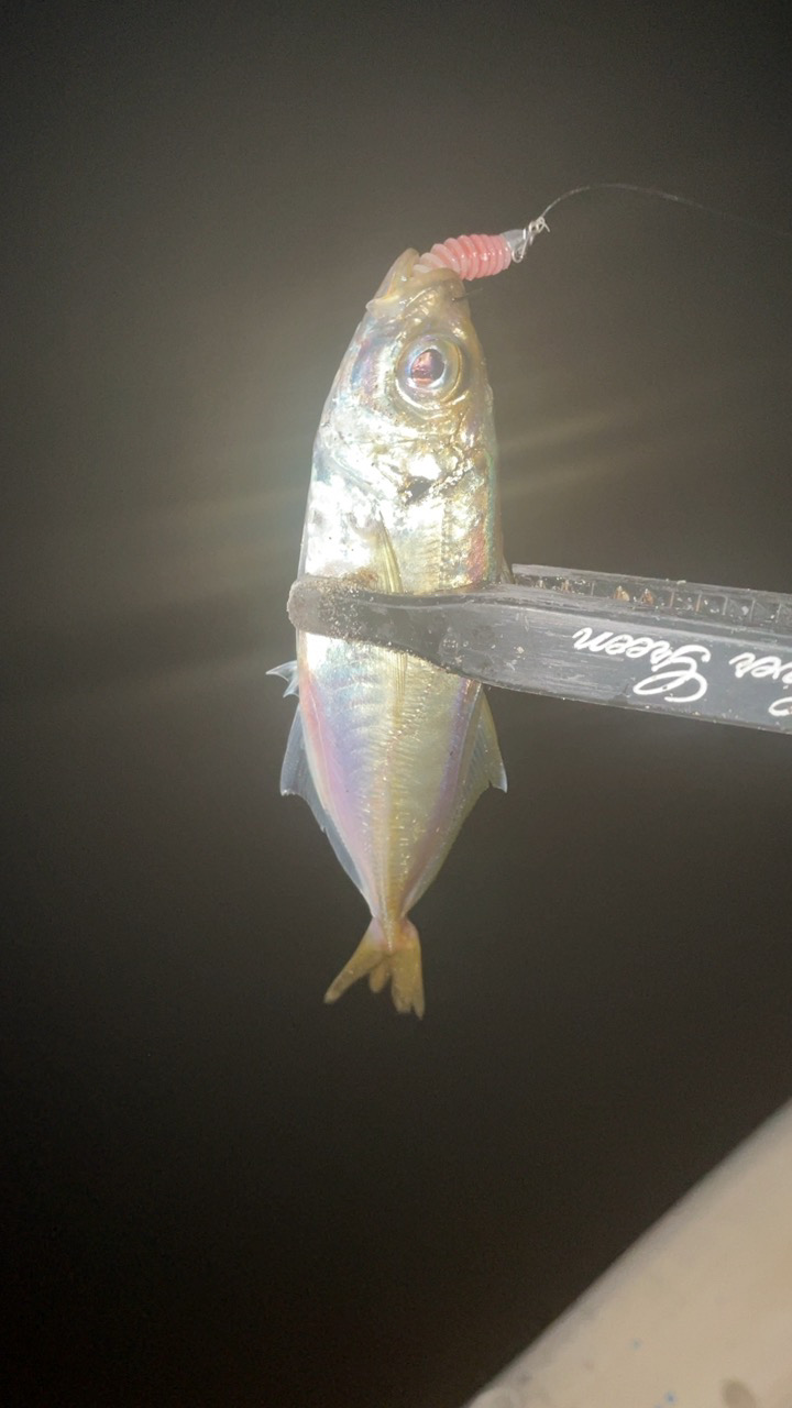 アジングナイト