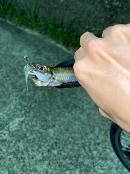 0.2gのジグヘッド