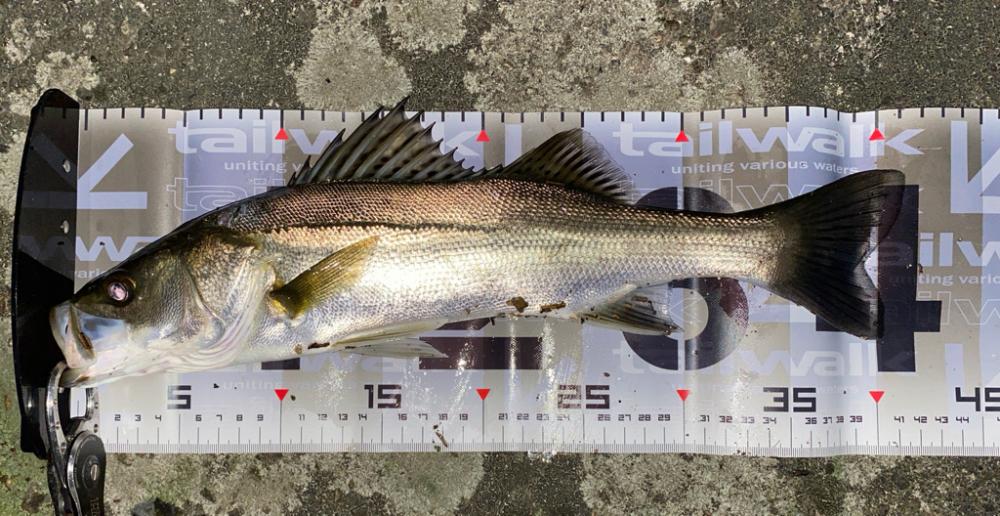 久々の入れ食い