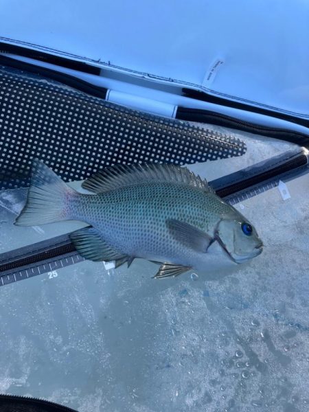 テトラからフカセ釣り