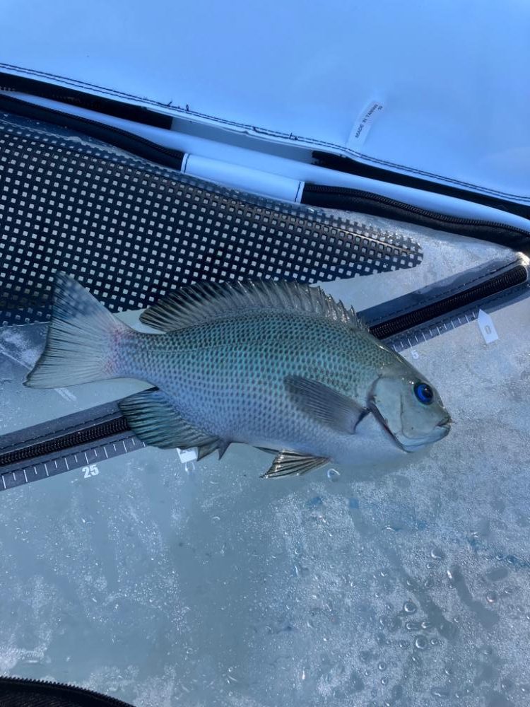 テトラからフカセ釣り