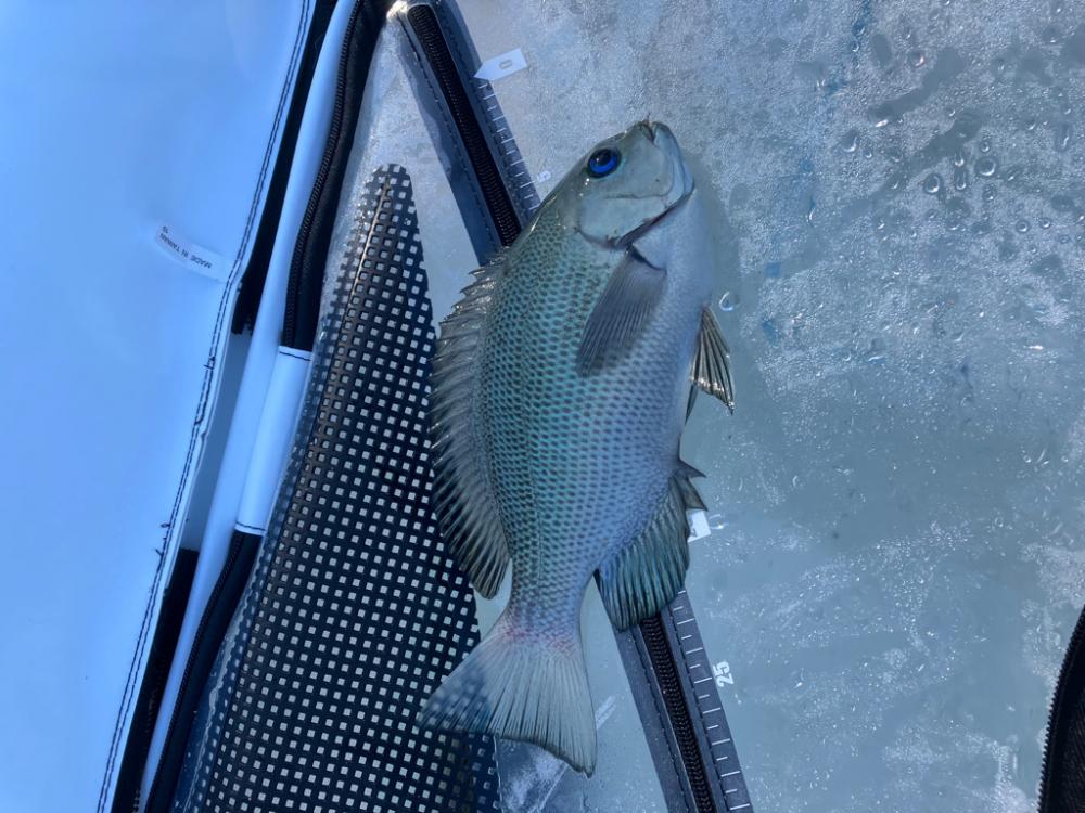 テトラからフカセ釣り
