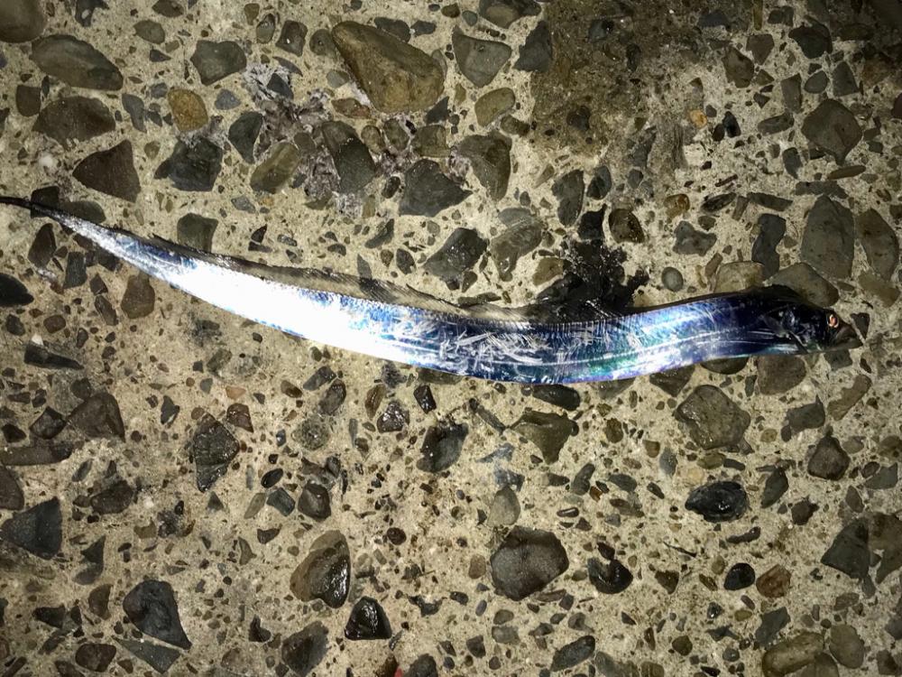 エギング・フロート+ジグヘッド