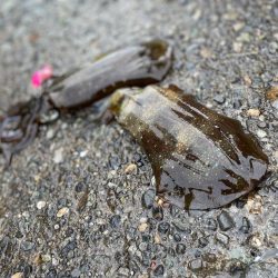 お友達と船アオリに