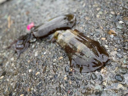 お友達と船アオリに