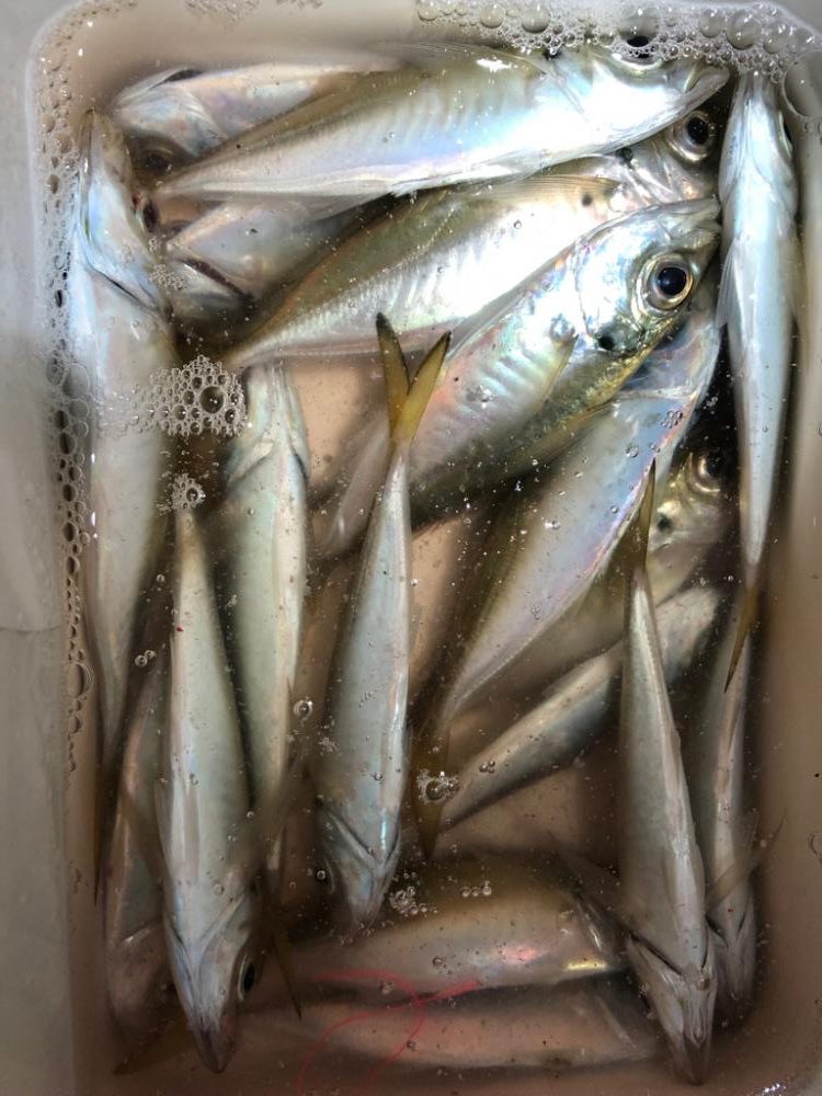 豆アジングはやめられない