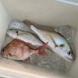 初めてのハナダイ