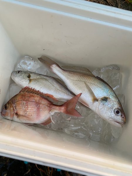 初めてのハナダイ