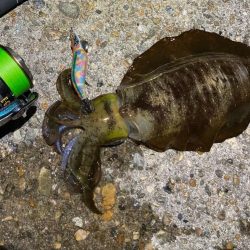 明石でエギング