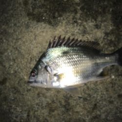 寄り道フィシング