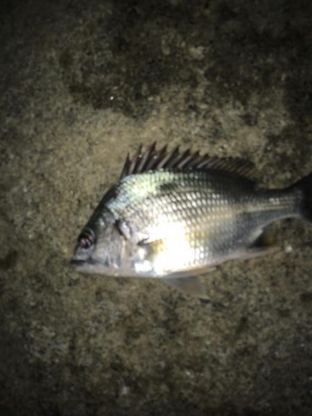 寄り道フィシング