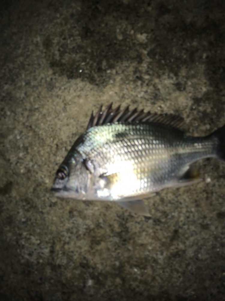 寄り道フィシング