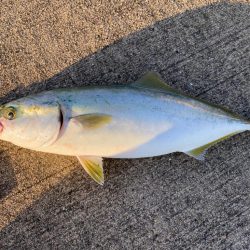 大阪湾奥LSJ メジロ回遊