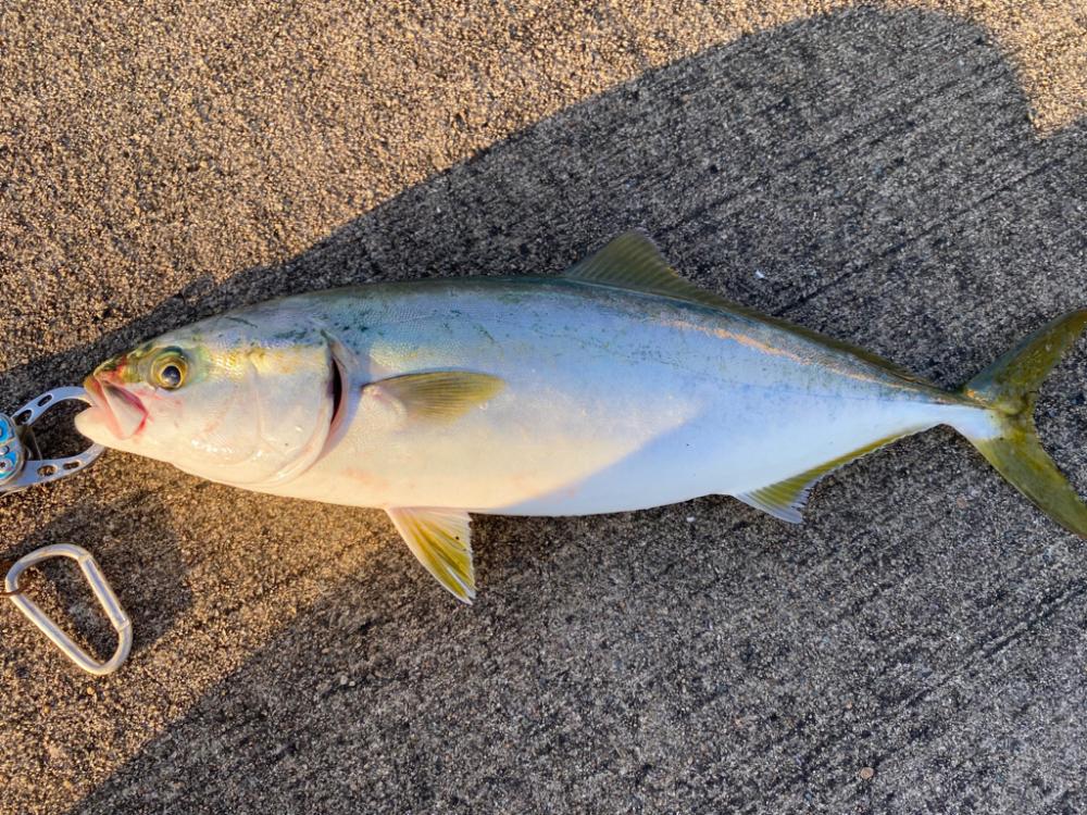 大阪湾奥LSJ メジロ回遊