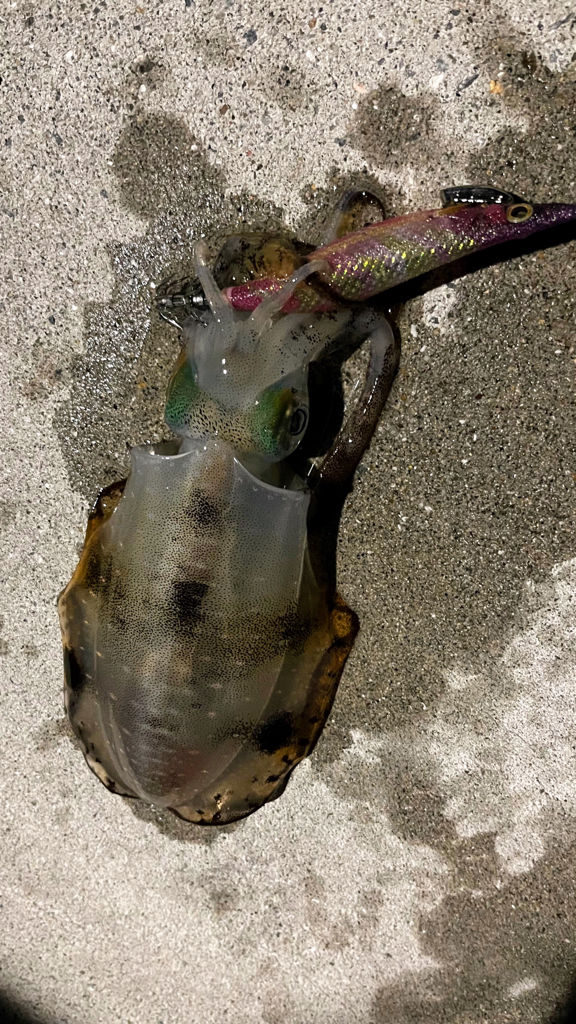 仕事終わりのナイトアジング