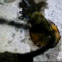 隠岐島嵐の後に餌木蔵ベイトフェザー！