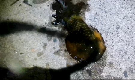 隠岐島嵐の後に餌木蔵ベイトフェザー！