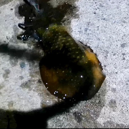 隠岐秋イカエギング！！