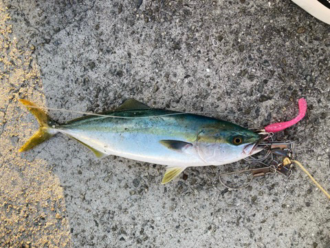 ハマチ後タチウオ