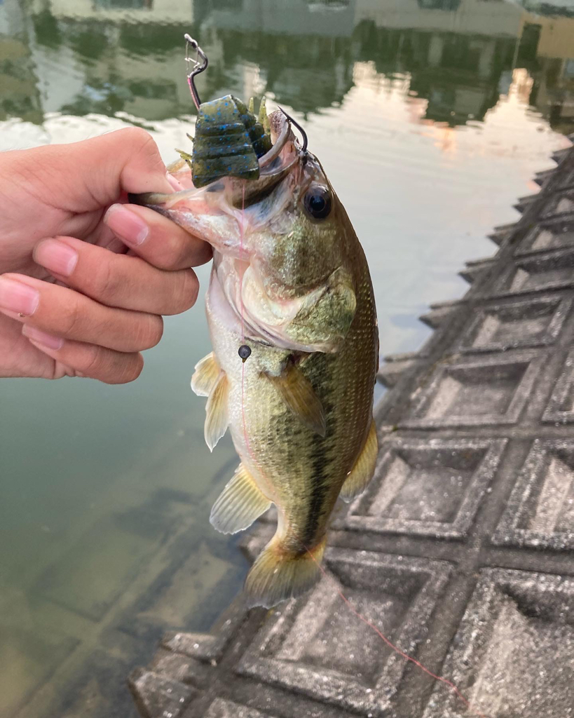 津風呂湖ブラックバス釣り