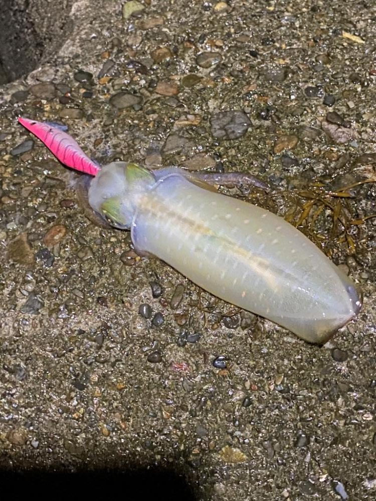 育ってきたねぇ♪