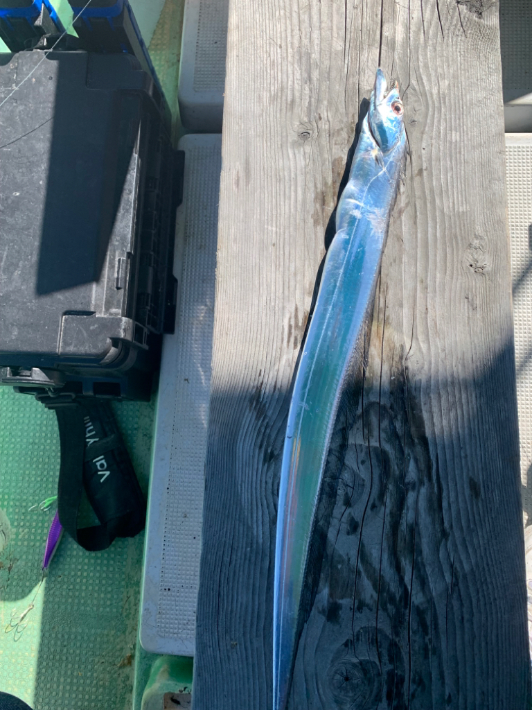 今年最後の船タチウオか？