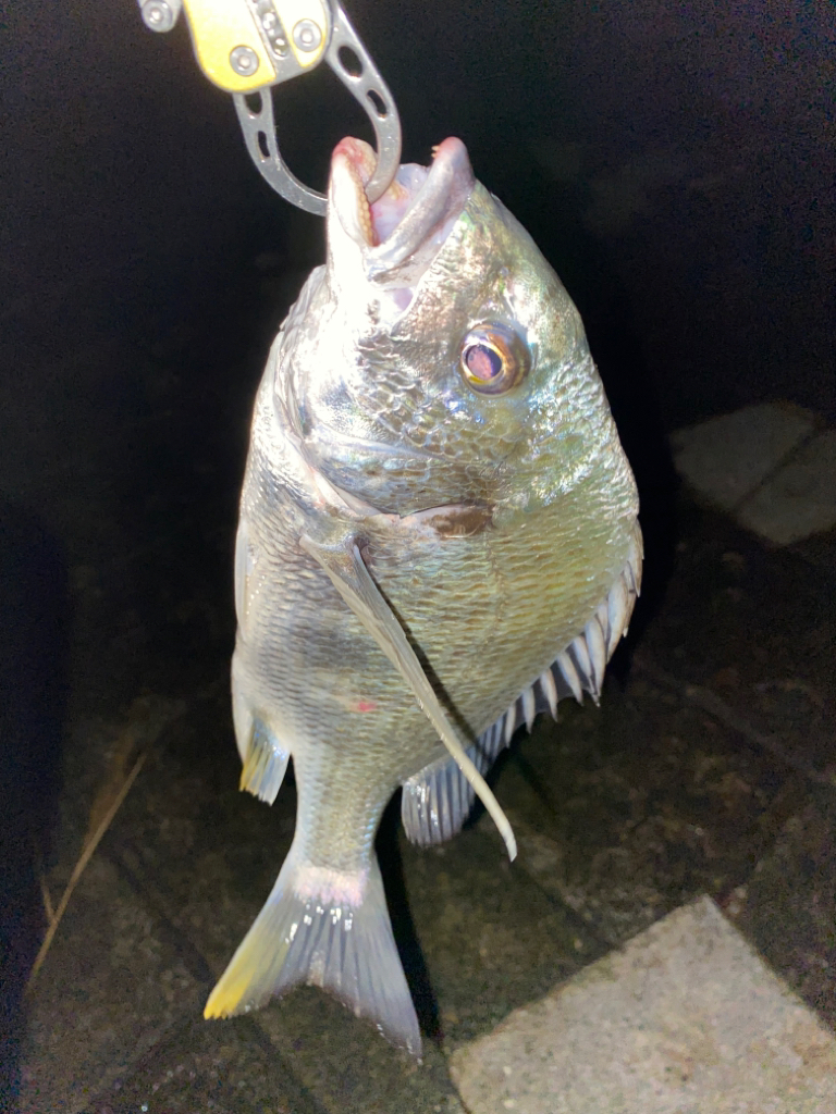 ヘチってきました