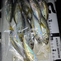 久しぶりアジング