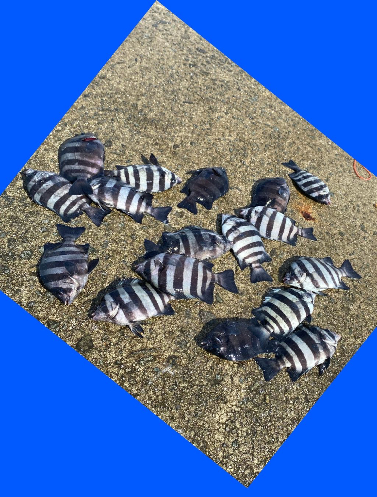 見えないですが確かに浅いタナで喰ってくる。