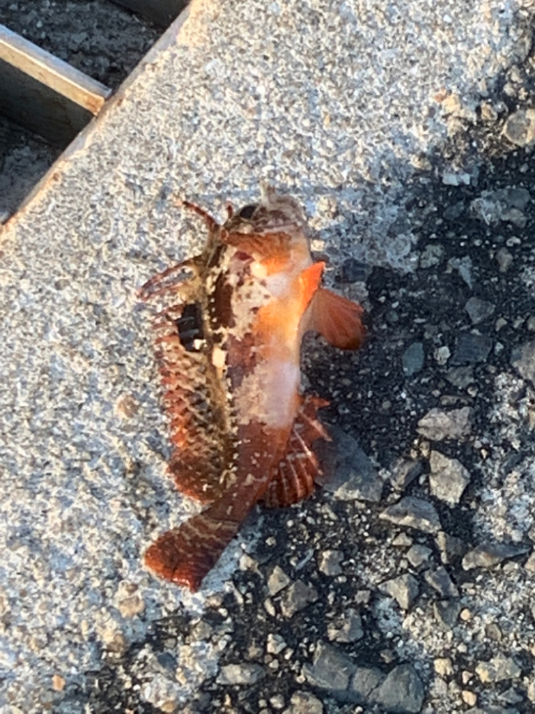 アジュール舞子　変な穴釣り