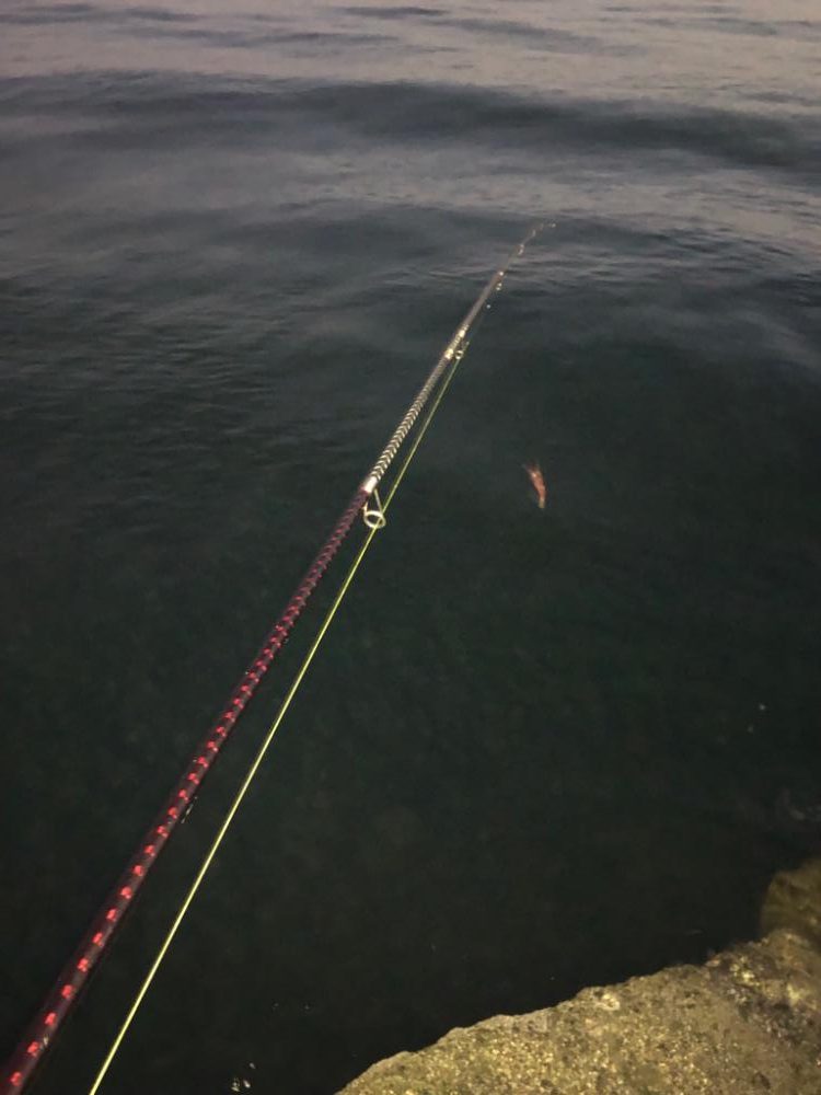 絶好調！朝活エギング