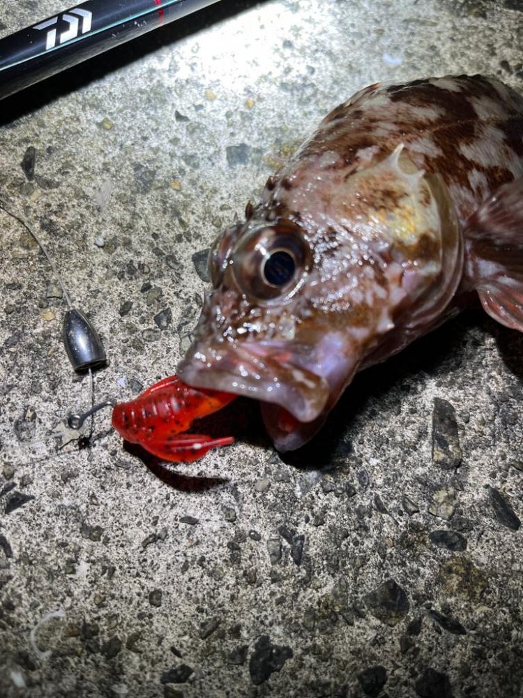 久々の朝活 アコウ