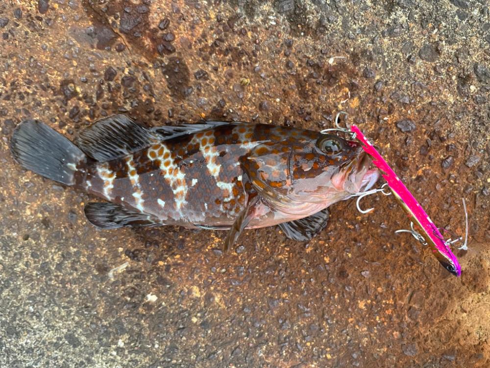 大阪 ショアジギング