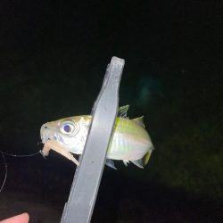 開幕秋アジング