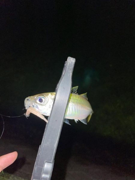 開幕秋アジング