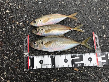 久しぶりの釣行