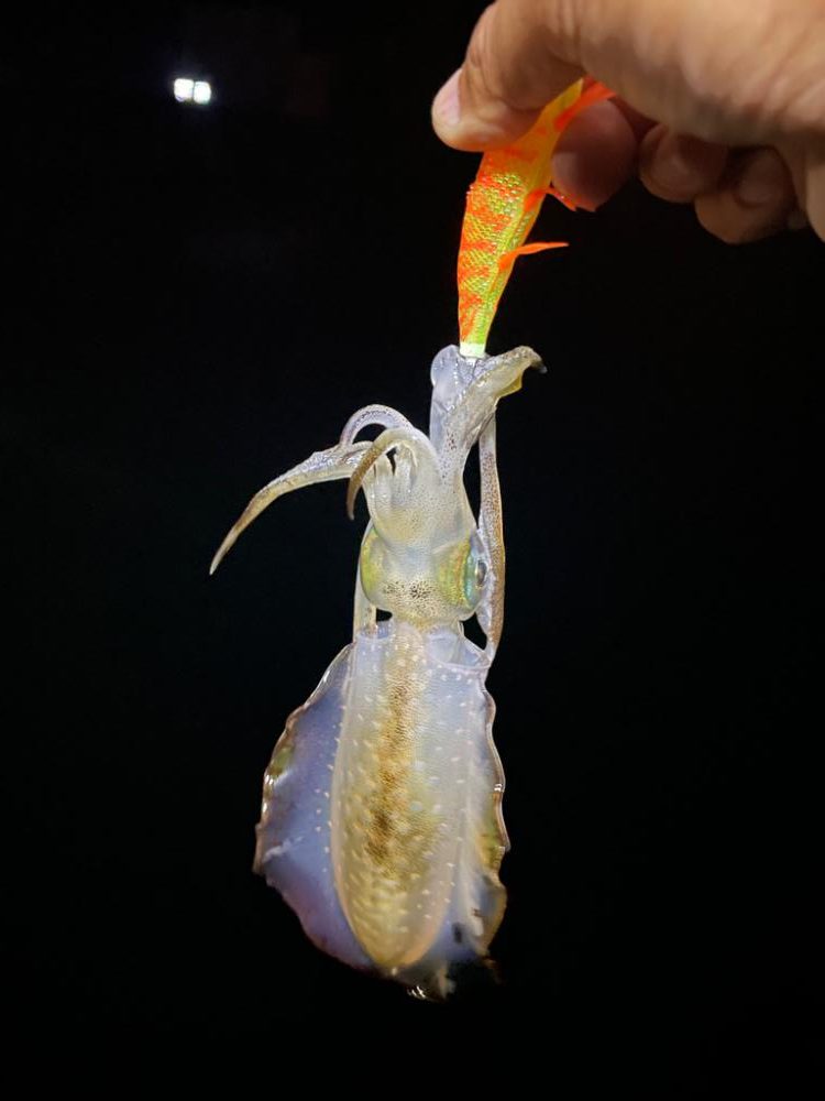 続・天草秋のイカ祭り