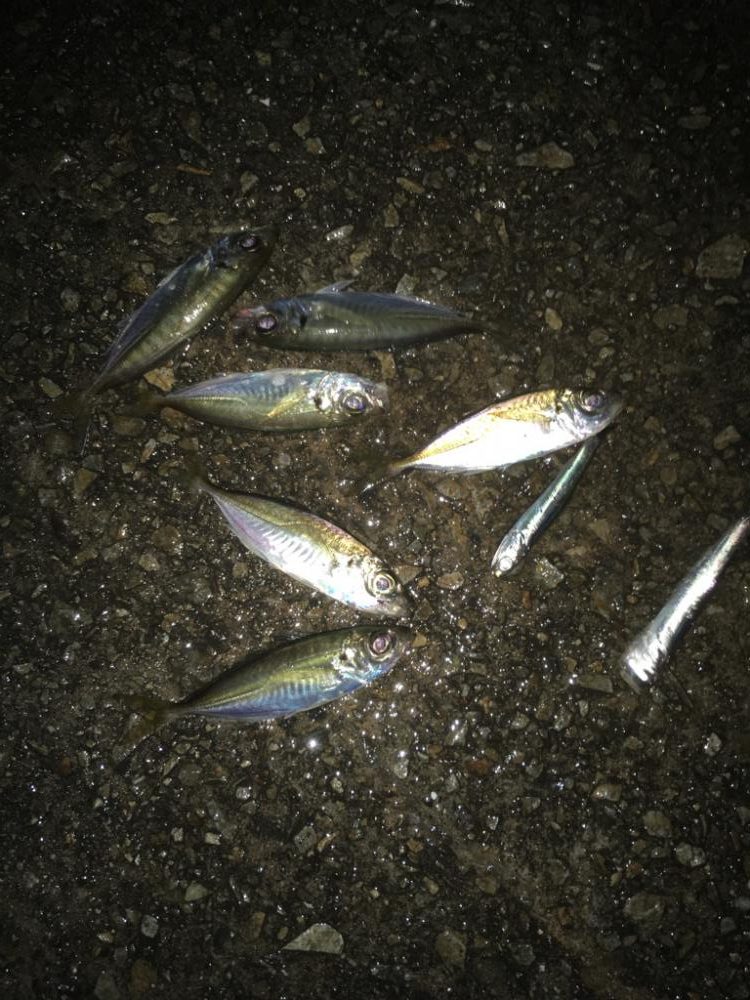 満潮前の短時間釣行