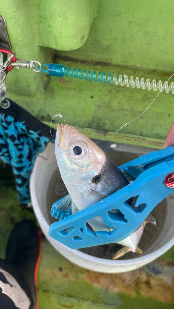 マルイカ竿にて