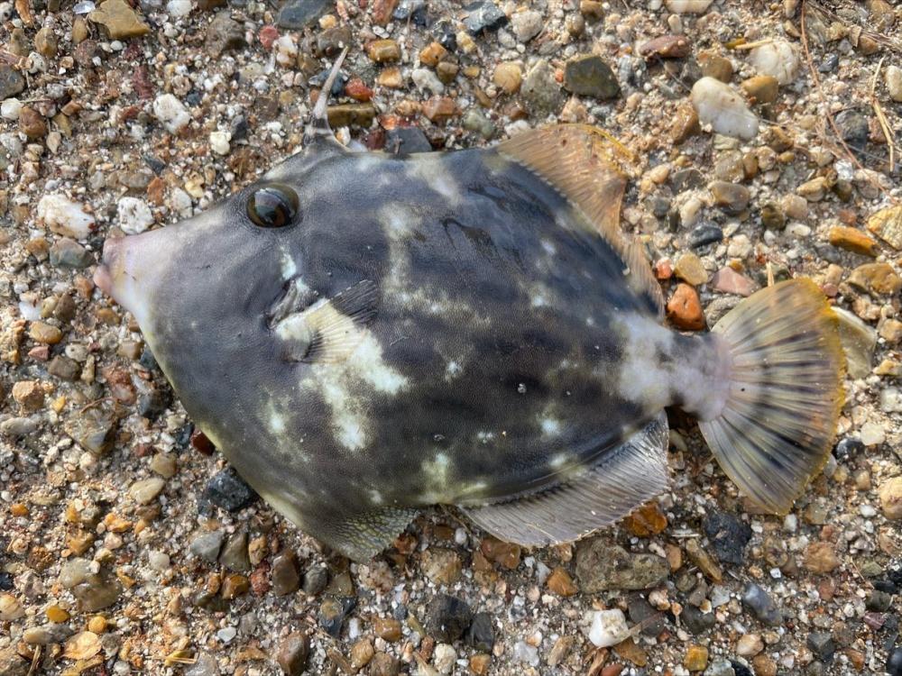 カワハギ釣れました^_^