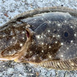 久しぶりの青物！！