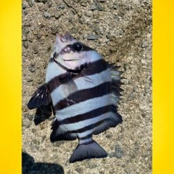 季節の流れの中でサンバソウ