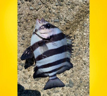 季節の流れの中でサンバソウ