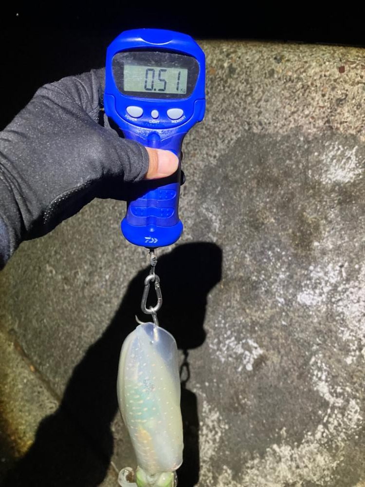 アオリイカの型良くなってきました＼(^o^)／