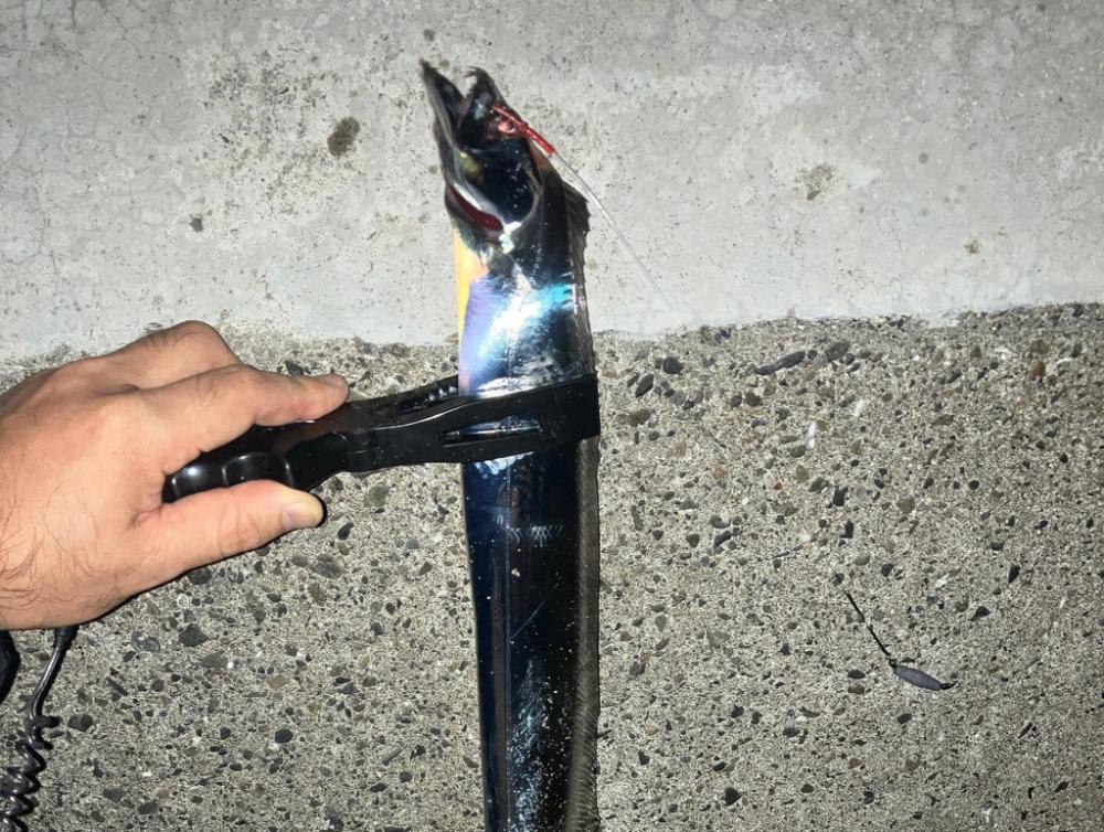 キビナゴが好きなのね…。