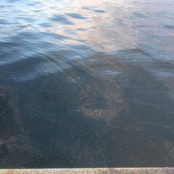 寒さに耐えてアジ