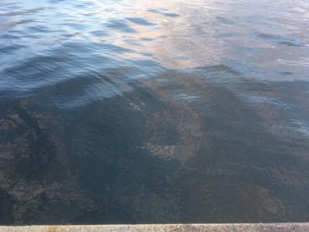 寒さに耐えてアジ