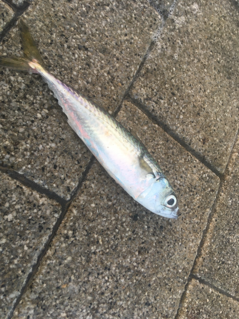 Bs優勝の前祝い