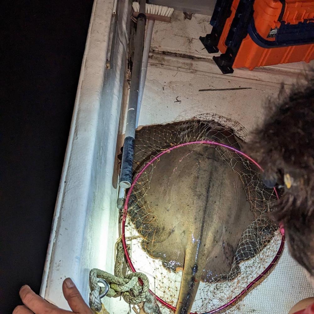 ボートシーバス